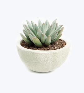 Air Plant