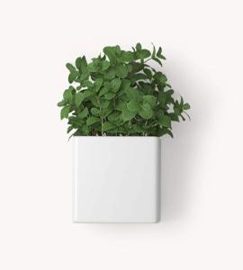 Jade Plant