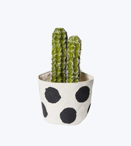 Easter Cactus